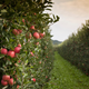 Image for article titled 10 species of apple, presumed extinct, have been rediscovered in the American West
